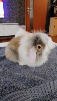 Zakrslý králíček/beránek - 14