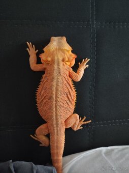 3x Agama vousatá, 3x terárium, 3x box s Blaptica dubia - 14
