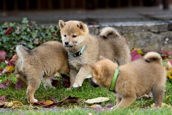 Shiba inu s PP - 14