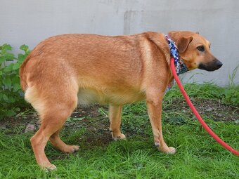 Bernarda – opatrná, citlivá fena, která potřebuje trpělivou - 14