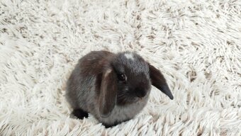 Zakrslý beránek, králíček, králík - ELLA - 14