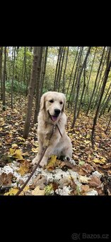 Štěňata Zlatý retrívr - 14