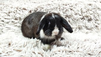 Zakrslý beránek, králíček, králík-LADY - 14