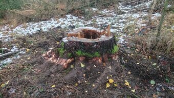 FRÉZOVÁNÍ - ODSTRAŇOVÁNÍ PAŘEZŮ - 14