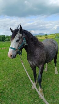 Český sportovní pony valach - 14