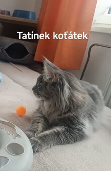 Mainská mývalí koťátka - 14