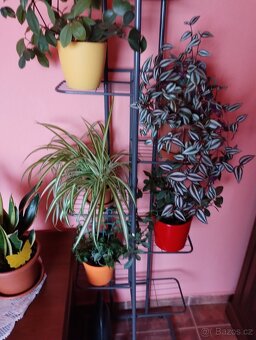 Pokojové rostliny - 14