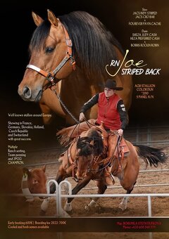 Prodám valacha American quarter horse - 14