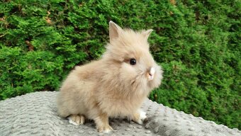 Zakrslý králík, králíček -(lvíček)-TESSIE - 14