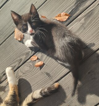 Mainská mývalí koťata - 14