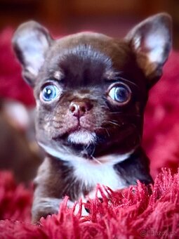 Čivava štěňátka krátkosrstá - 14