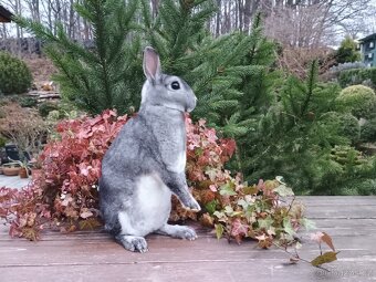 Zakrslý činčilový rex s PP - 14