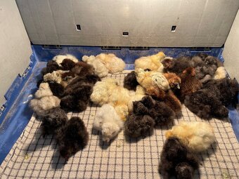 Násadová vajíčka Australka velká černá a modrá a Hedvábnička - 14