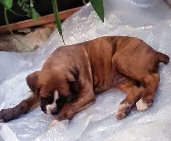 ŽÍHANÁ ŠTĚŇÁTKA NEMECKÝ BOXER bez PP - 14