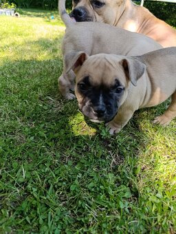 American Bully - (mini)Pocket s PP (AKBC), - 14