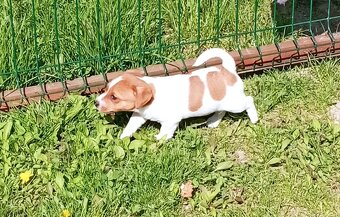Jack russell terier krásný pejsek - 14