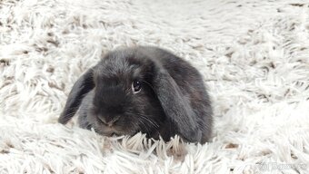 Zakrslý beránek, králíček, králík - BRUNO - 14