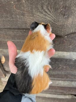 Morčata Ostrava 200,- - 14