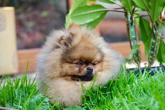 Pomeranian s PP FCI - 14