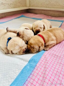 Labrador štěňátka s PP - 14