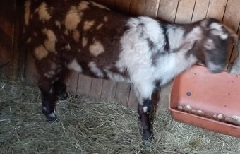 Nabízím anglonubíjska koza a kozlík oba bezrohý. - 14