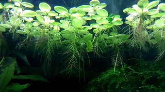 Akvárium / Akvárko / aquarium  112l a stojan - 14