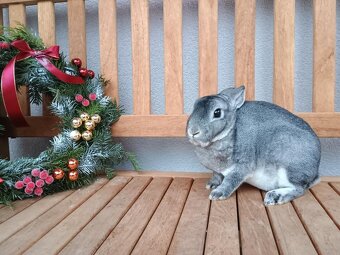 Zakrslý rexík činčilový samičky - 14