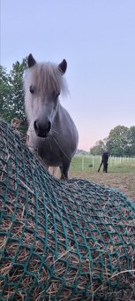 3 lety valach minihorse - 14