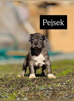 Americký stafordšírský teriér - 14
