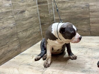 American bully XL - 14