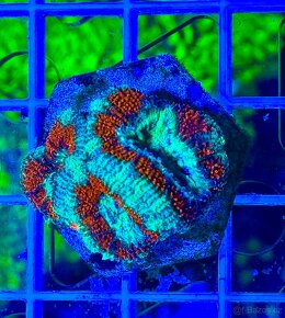 Morske koraly - Nova ponúka - 14