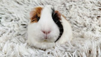 Morče, Morčátko, Morčátka, Morčata - BETTY - 14