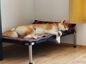 Akita inu - 14
