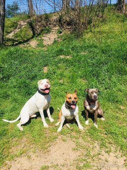 American bully XL krytí - 14