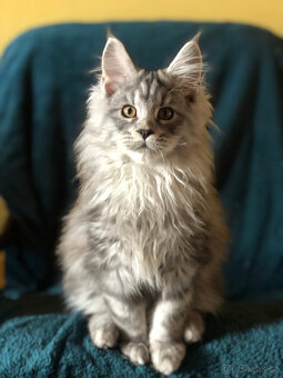 Mainská mývalí sPP - 14