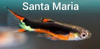 Guppy farma Senohraby - 14