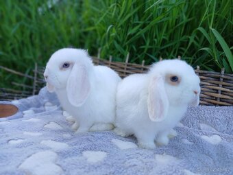 Kouzelná Miminka Anglický Zakrslý Beránek MiniLop✅ - 14
