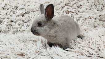 Zakrslý králík, králíček - SUZIE - 14