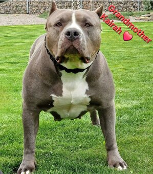 American bully XL XXL - 14