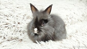 Zakrslý králík, králíček - HOLLY - 14