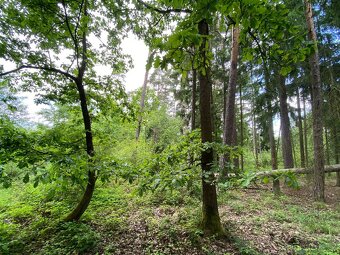 Lesní pozemek s porostem k těžbě Lštění nad Zubřinou - 14