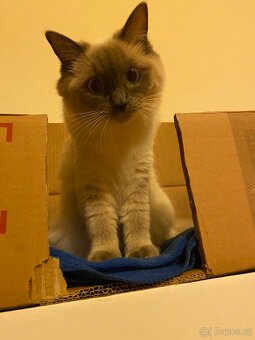 Hledám dočasnou péči pro Ragdoll kočičku - 14
