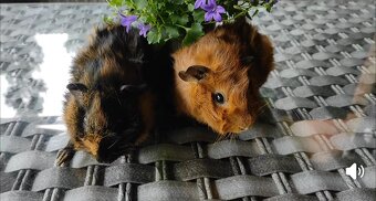 Morčata, morče, morčátka kluci i holky - 14