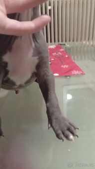 Americký stafordšírský teriér - 14