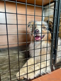 Klec pro psa do bytu - 14