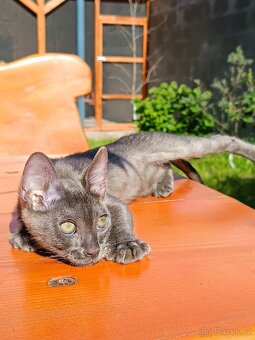 Bengálský kocourek/kotě s PP vzácný Blue Smoke Melanistic - 14