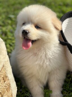 Pomsky / Pomeranian / Husky - 14