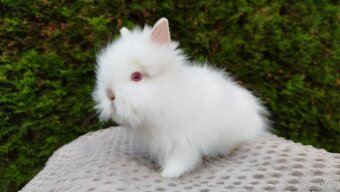 Zakrslý králík, králíček - TEDDY - ONDŘEJ a OTA - 14