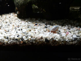Akvarijní šneci - piskořky a okružáci všech barev - 14