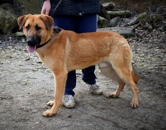 DONALD K ADOPCI - 2,5 ROKU, AKTIVNÝ,PŘÁTELSKÝ,VHODNÝ K RD - 14